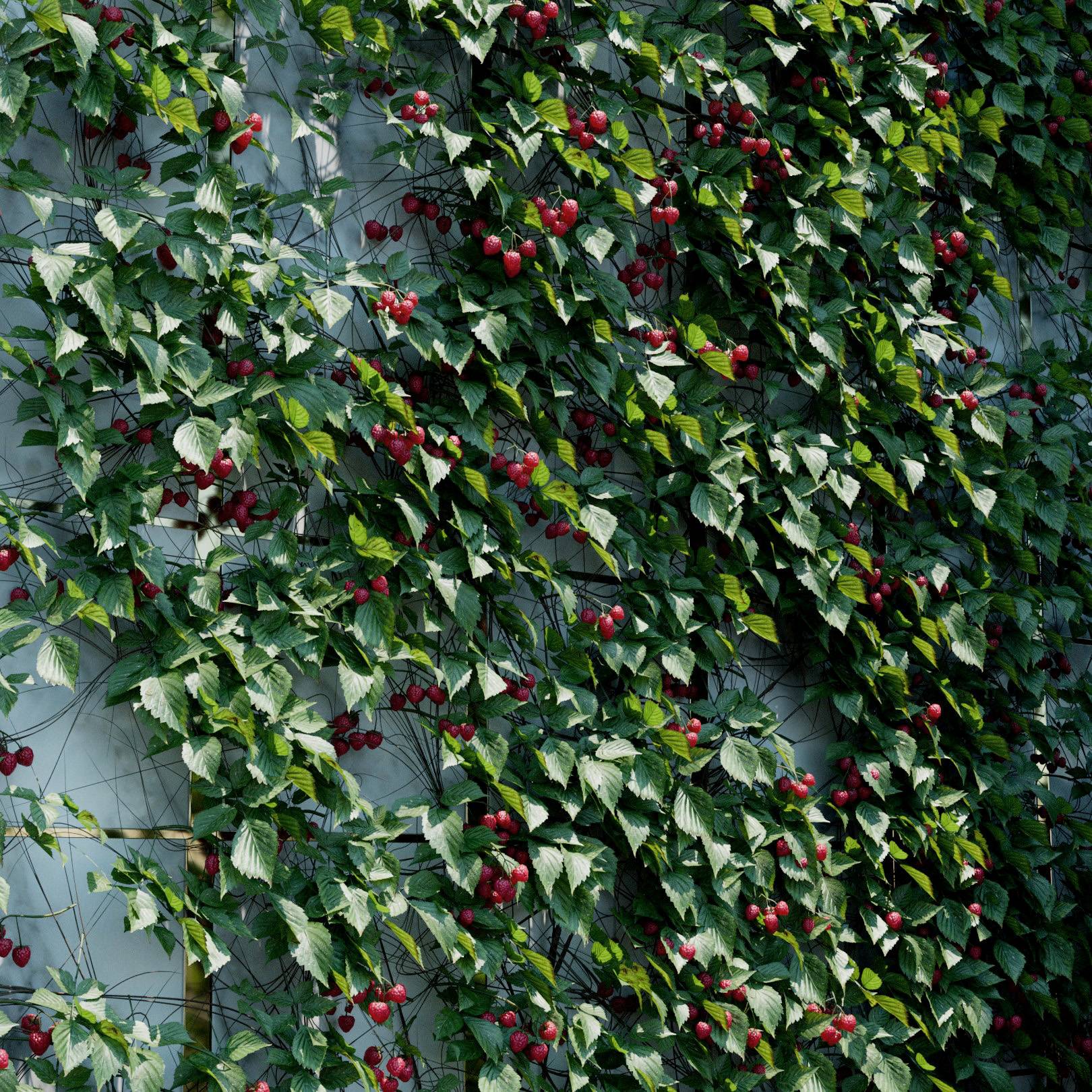 Rubus Fruticosus Ivy Preset
