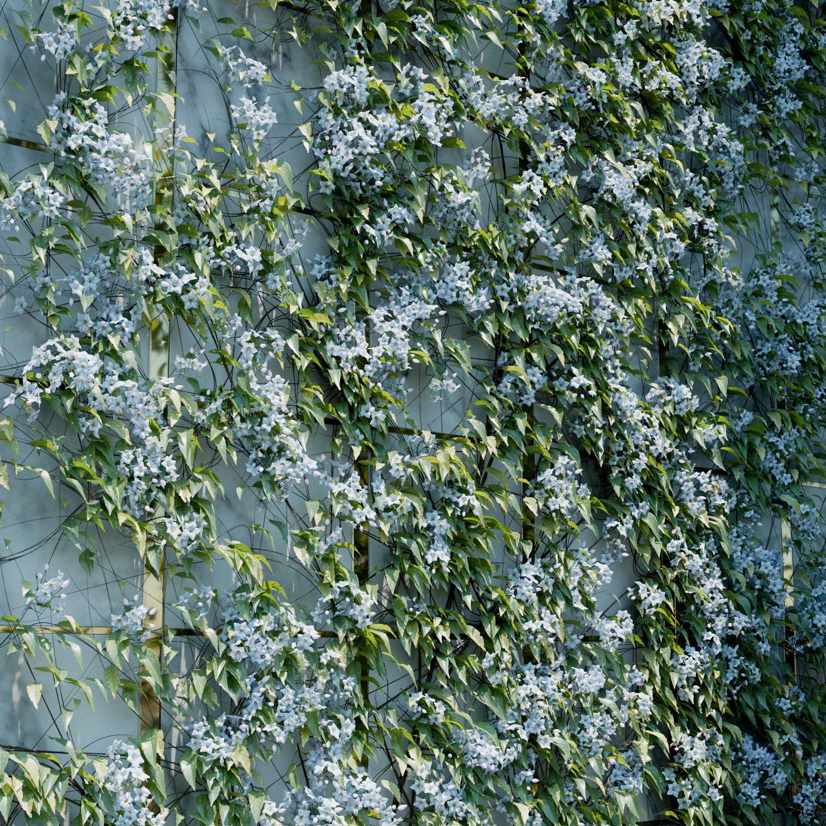 Solanum Jasminoides Ivy Preset