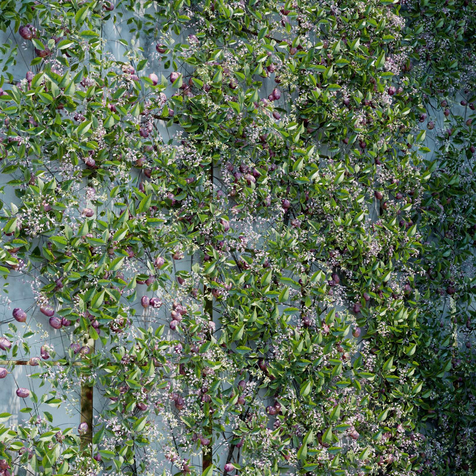 Stauntonia Hexaphylla Ivy Preset